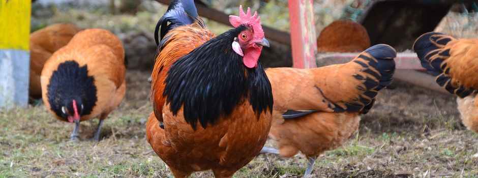 Vogelgrippe nun auch im Wetteraukreis