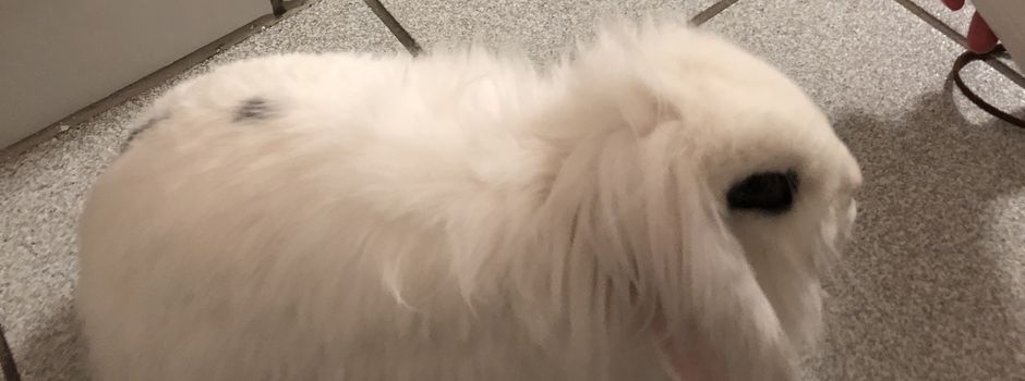 Kaninchen-Retterin wird bestohlen