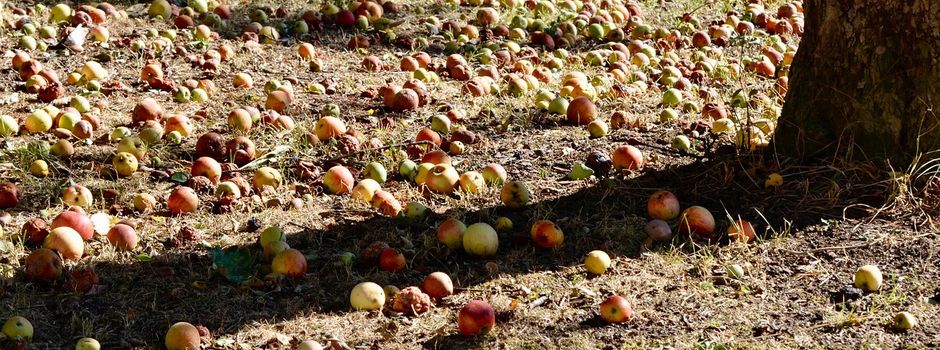  Neuer Apfelsaft ab sofort im Dorfladen Morschheim erhältlich
