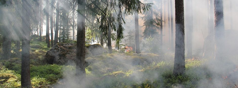 Hohe Waldbrandgefahr in weiten Teilen Hessens