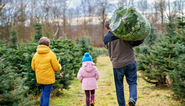 Weihnachtsbaumverkauf