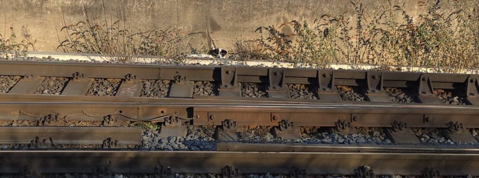 Entlaufener Hund neben Bahngleisen in Mainz entdeckt
