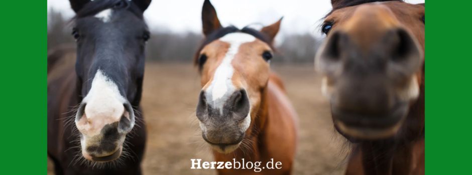 Osterferienbetreuung für Schulkinder: Pferde-Schnuppertage und Künstlerferien in Herzebrock-Clarholz