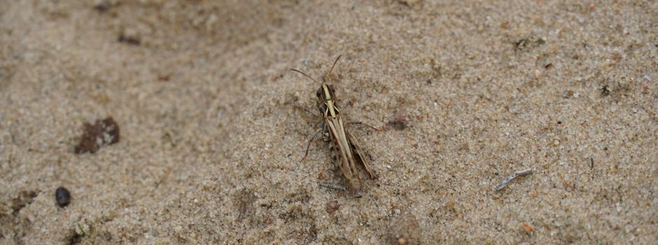 Unterstützung für seltene Arten: Erneut Arbeiten in den Besenhorster Sandbergen