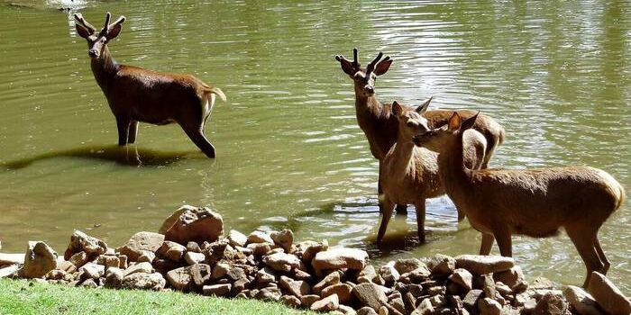 60.000 Besucher im Tierpark