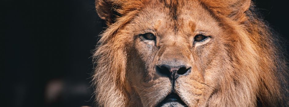 Beliebter Berberlöwe Schröder im Zoo Neuwied gestorben