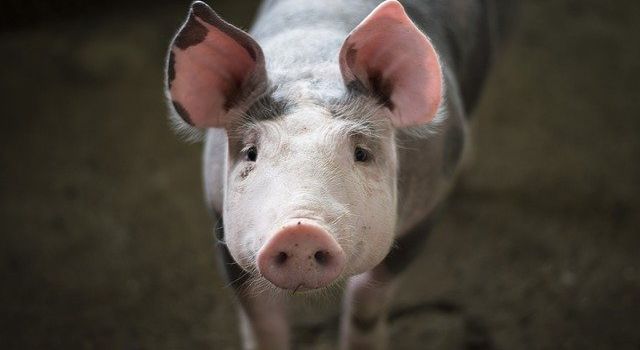5 Infos aus dem aktuellen Fleischatlas, die uns nachdenklich stimmen