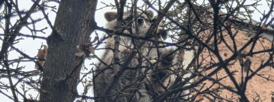 Waschbär in Mainzer Altstadt aufgetaucht