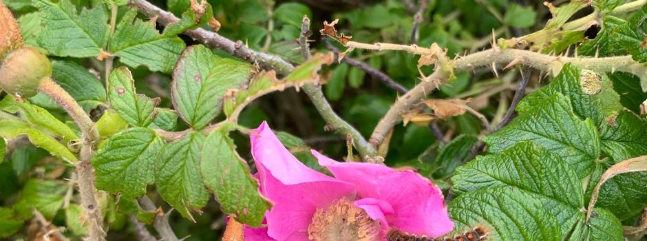 Goldafter auf Sylt: Schutz vor giftigen Raupen 