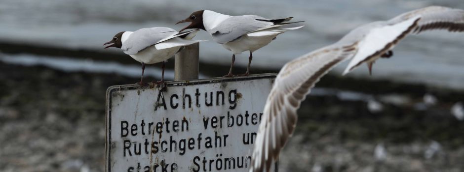 Revierkämpfe und süße Küken