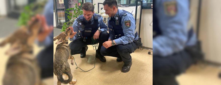 Hundewelpe springt bei Mainz von Schiff – Passanten retten ihn