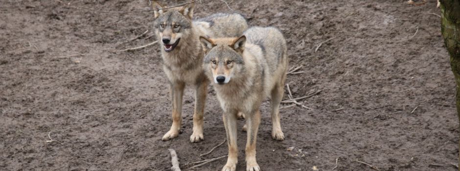 Junge Wölfe im Tiergarten Worms jetzt immer öfter zu sehen