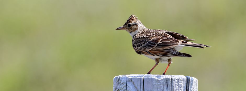Auf den Spuren der heimischen Vogelwelt