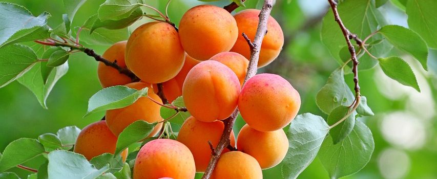 Dreiste Obstdiebinnen in Finther Feldern unterwegs