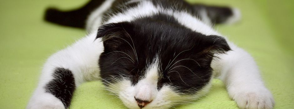 Was ein Auto mit Riesen-Katze auf dem Dach in Worms erreichen will