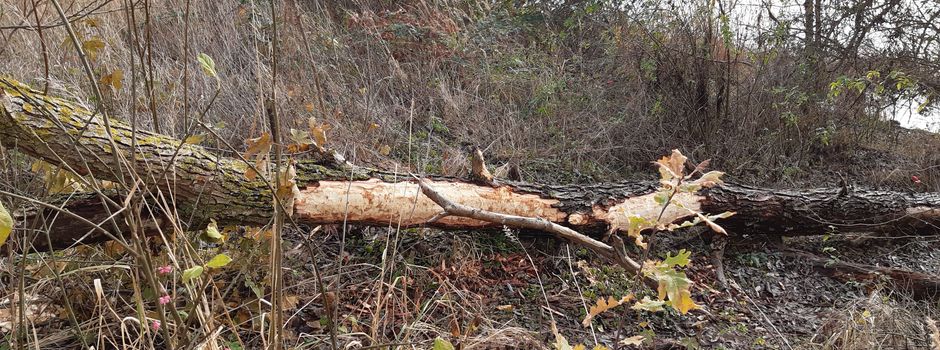 "Biber-Bäume" am Geesthachter Elbufer