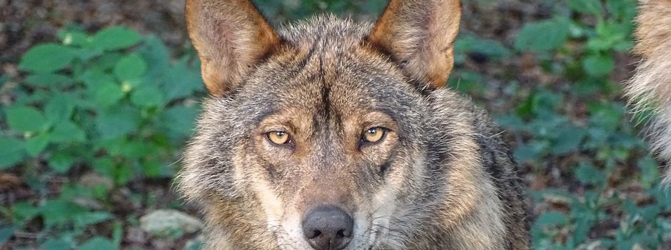 Gericht stoppt Abschuss von Wölfen im Westerwald