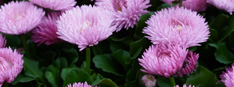 Garten- und Friedhofsamt am Mittwoch telefonisch nicht erreichbar