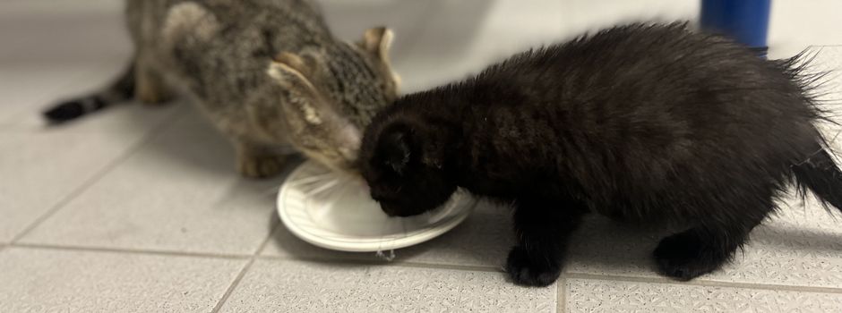 In Rucksack und Tüte gestopft: Katzenbabys in Bad Kreuznach ausgesetzt