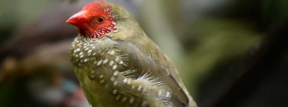 Bunte Vogelschau in der Stadthalle