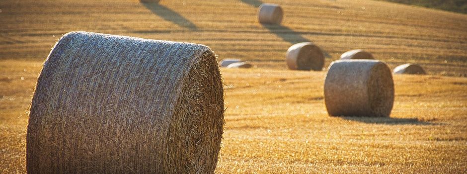 Hofführungen 2026: Landwirtschaft hautnah erleben