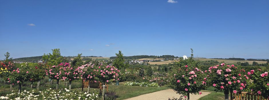 Ausflug nach Steinfurth zur Rosenschau