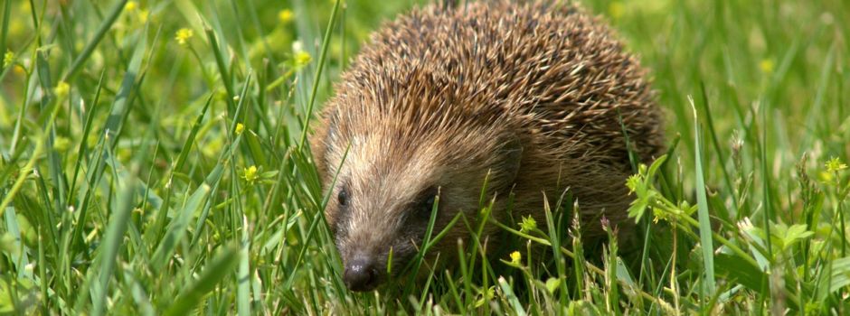 Schutz für Igel und andere Wildtiere