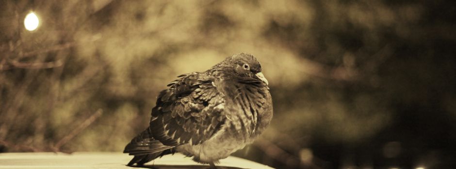 Unbekannter schießt auf Taube in Mainz