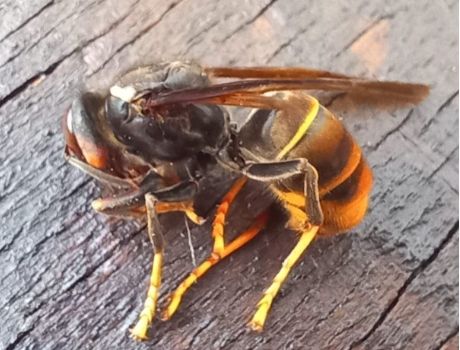Asiatische Hornisse - Vortrag am Donnerstag, 25.09.25 um 19.00h im Dorfsaal