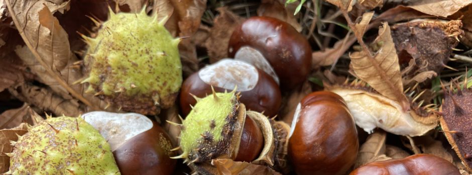 Kastanienzeit in Niederkassel