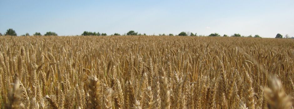 Bauern- und Winzerverband kritisiert Ampel-Regierung scharf