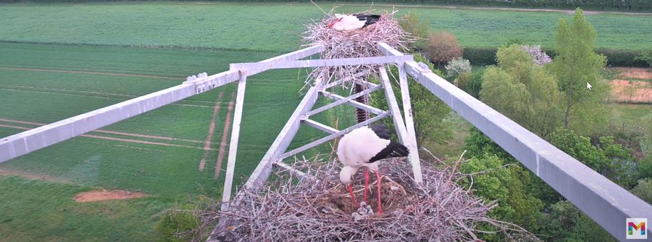 Storchenbabys in Mainz geschlüpft
