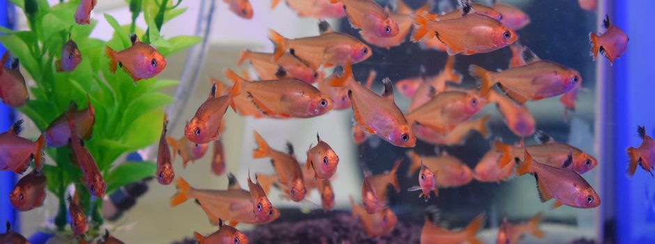 Es schwimmt, es krabbelt und es schleicht