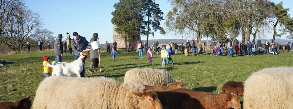 Almauftrieb der Burgschafe am Samstag, den 30.03.24 auf die Siersburg