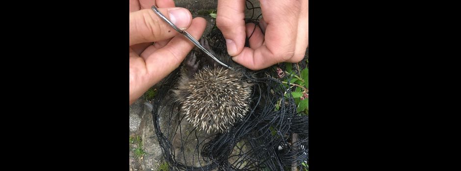 Feuerwehr rettet hilflosen Igel