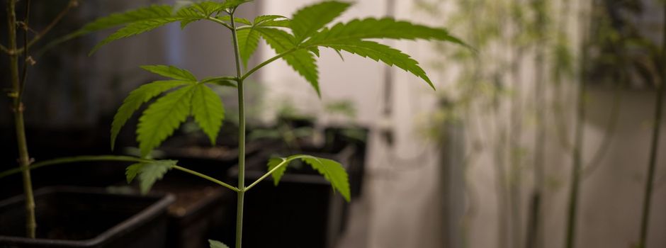 Lauterbach zuversichtlich vor Cannabis-Abstimmung 