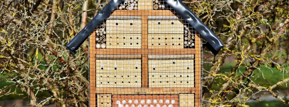 Nisthilfen richtig anbringen: So helft ihr den Vögeln in Augsburg