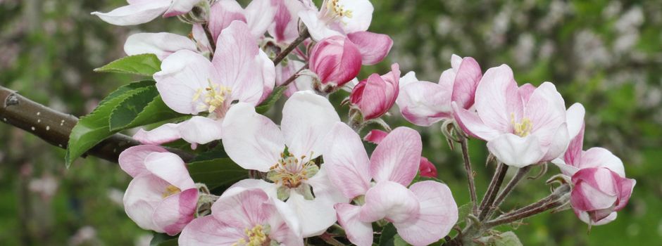 Blütenzauber in Niederkassels Obstplantagen