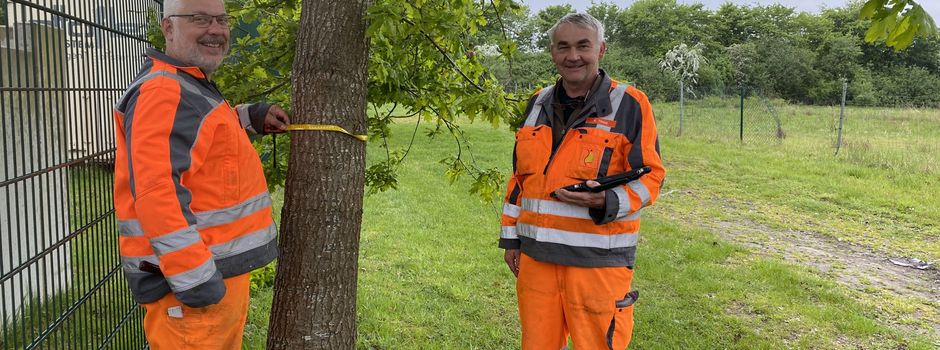 Baumkataster in der Samtgemeinde: Kontrolle im Fokus