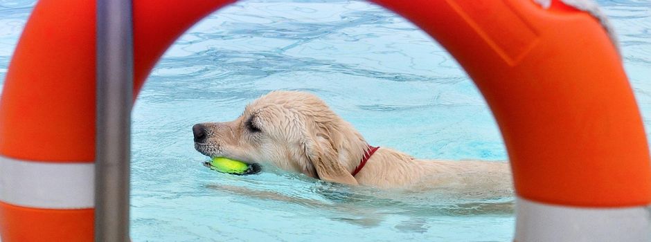 Hundeschwimmen im Freibad