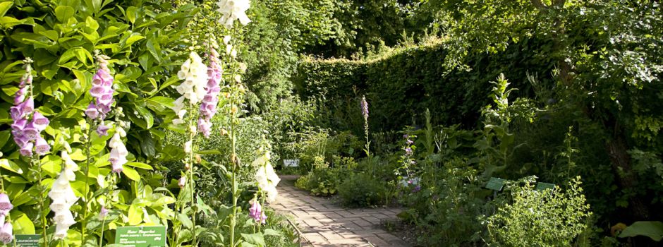 Licht, Musik & Pflanzenkunde – das August-Programm im Botanischen Garten Augsburg