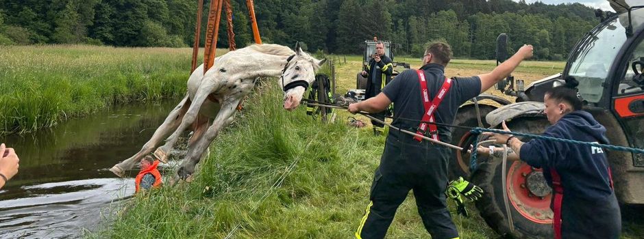 Feuerwehr rettet Pferd aus der Böhme