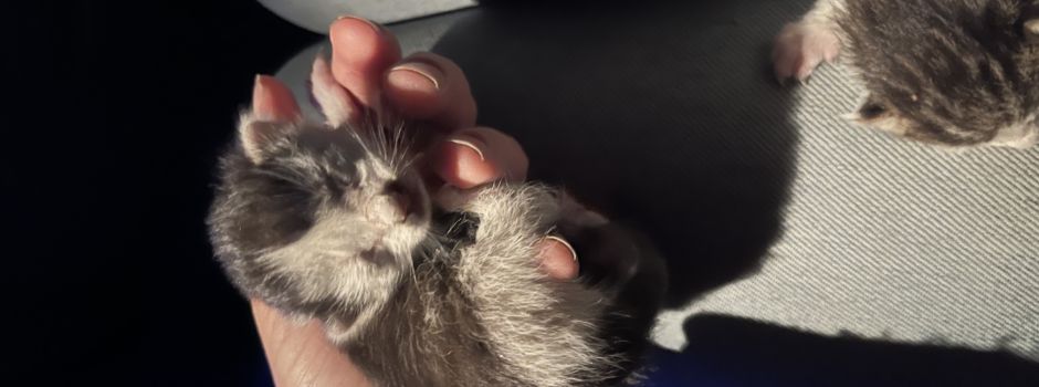 Rührende Geschichte: Mainzer retten Katzenbabys das Leben