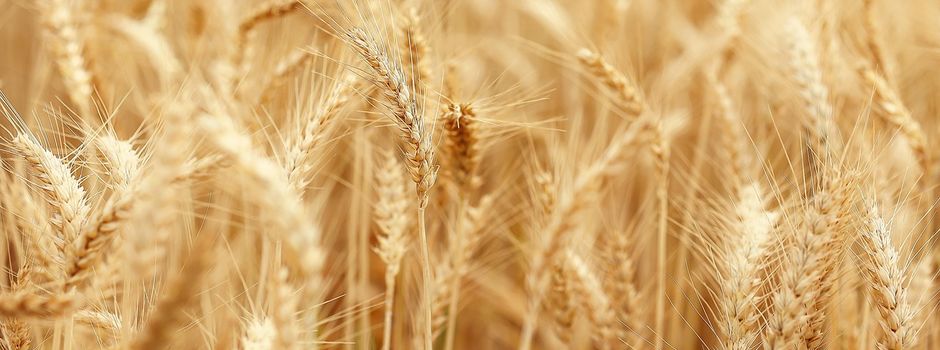 Bauernmarkt & Kerb Erlenbrunn