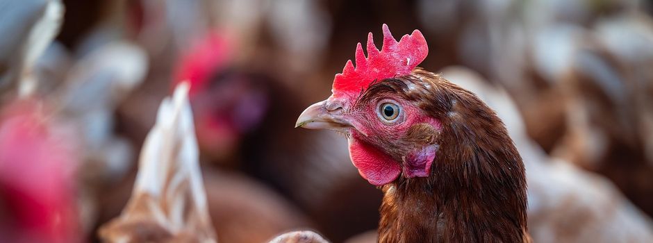 Vogelgrippe in Koblenz: Veterinäramt ordnet sofortige Stallpflicht an