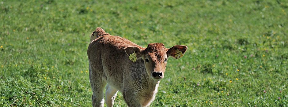 Entlaufene Rinder in Birgland