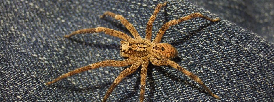 Nosferatu-Spinne jetzt auch in Koblenz nachgewiesen