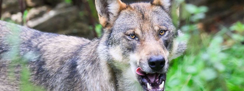 Europarat ebnet Weg für schärferes Vorgehen gegen Wölfe