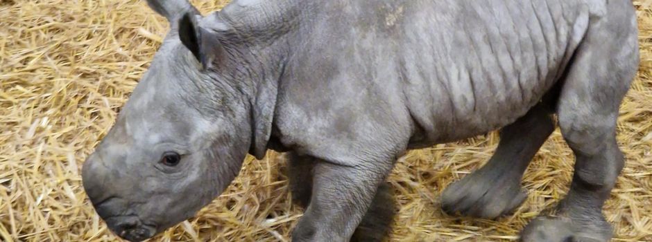 „Es ist ein Junge“ – Augsburger Zoo freut sich über Nashornbaby