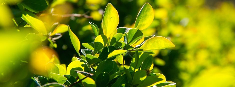 Woche der kommunalen Nachhaltigkeit: Natürliche Ressourcen & Umwelt